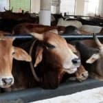 J&K High Court Confirms Detention of Man Accused of Bovine Slaughter Amid Communal Tension