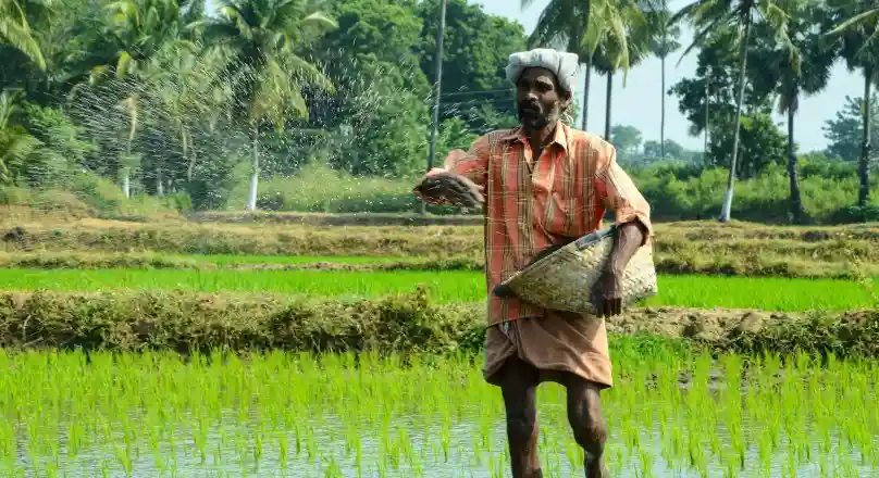 Punjab & Haryana High Court Dismisses PIL on Paddy Sowing Dates as Infructuous After Crops Already Sown