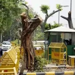 Delhi High Court: Central Empowered Committee to Oversee Felling of 50 or More Trees