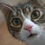 Karnataka High Court Quashes Criminal Proceedings Over Missing Cat 'Daisy', Criticises Misuse of Judicial Process
