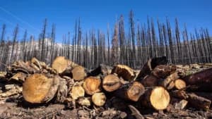MP High Court Halts Tree Felling for Government Building in Mandla Nursery Land Dispute